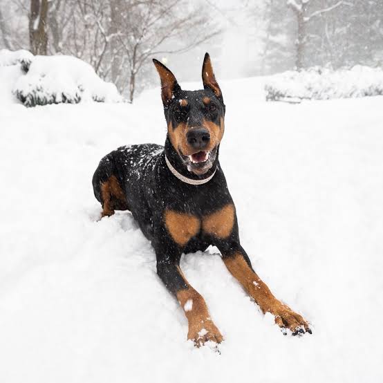 Doberman in snow