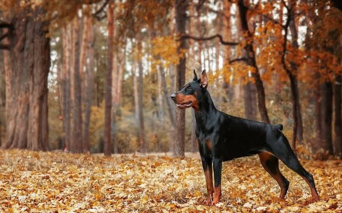 Doberman in autumn forest
