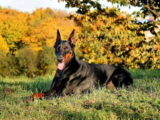 Doberman resting in autumn field