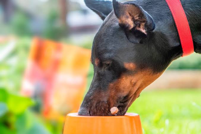 Doberman eating close up
