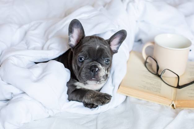 French Bulldog in bed