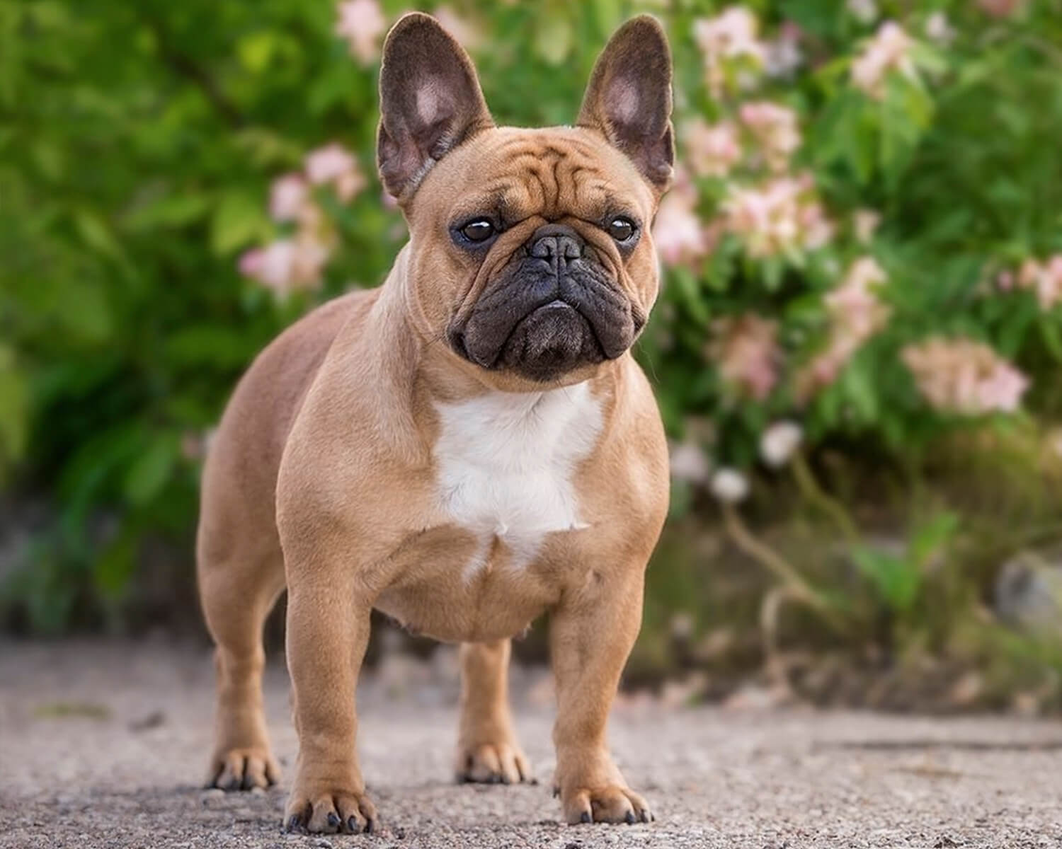 Brown French Bulldog full body