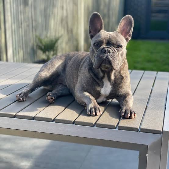 Grey French Bulldog sitting on bench