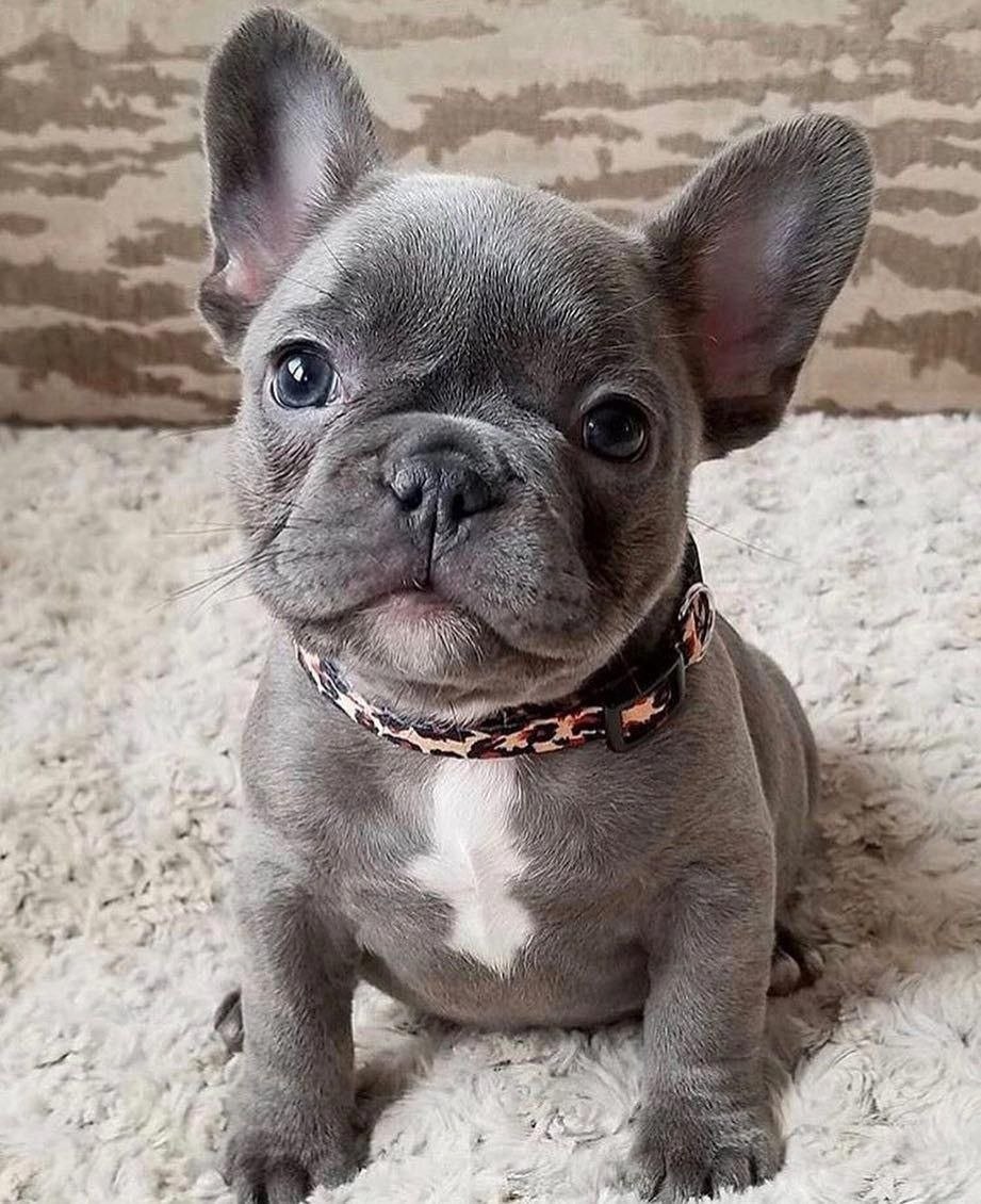 Grey French Bulldog puppy