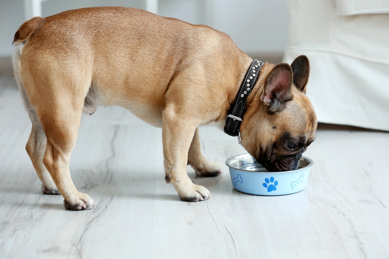 Brown French Bulldog eating
