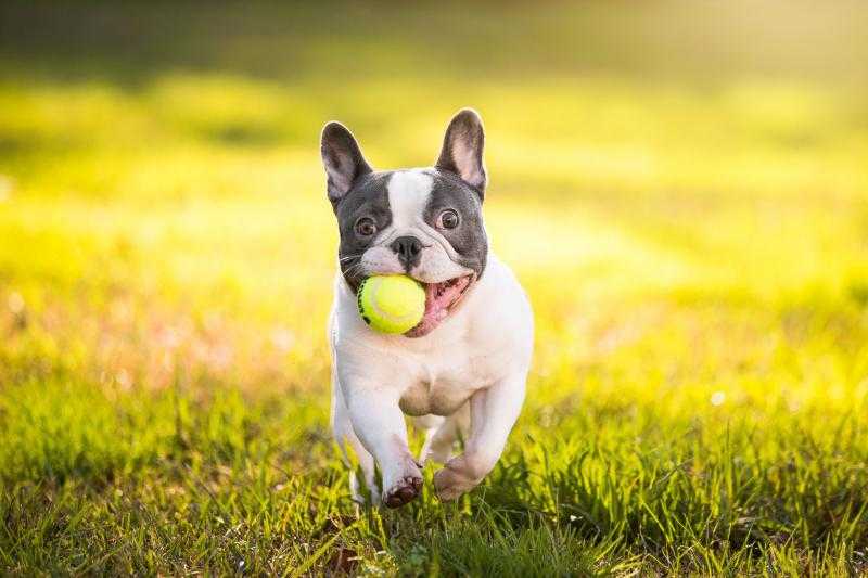 French Bulldog playing with ball