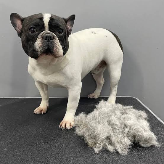 French Bulldog being groomed