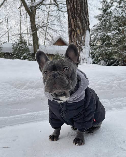 French Bulldog in winter