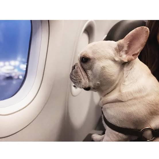 French Bulldog near airplane window