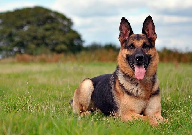 German Shepherd resting happily on field