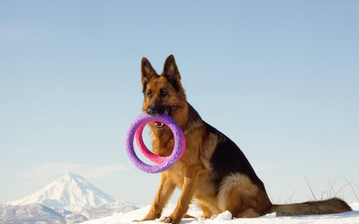 German Shepherd playing with toys in snowy mountains