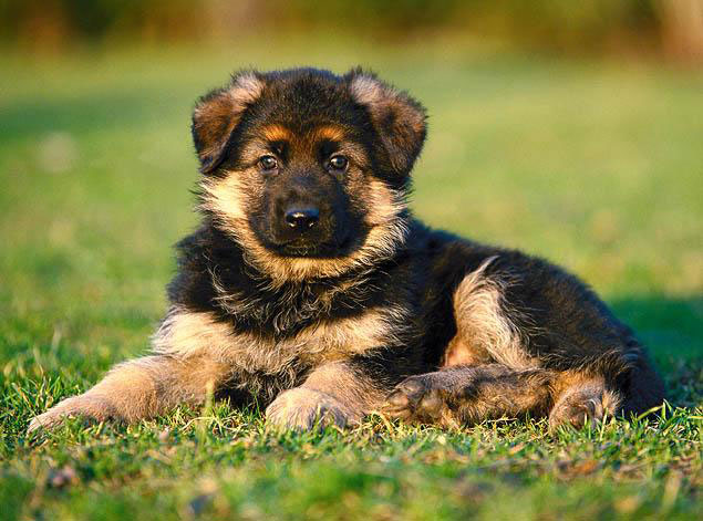 German Shepherd puppy on grass