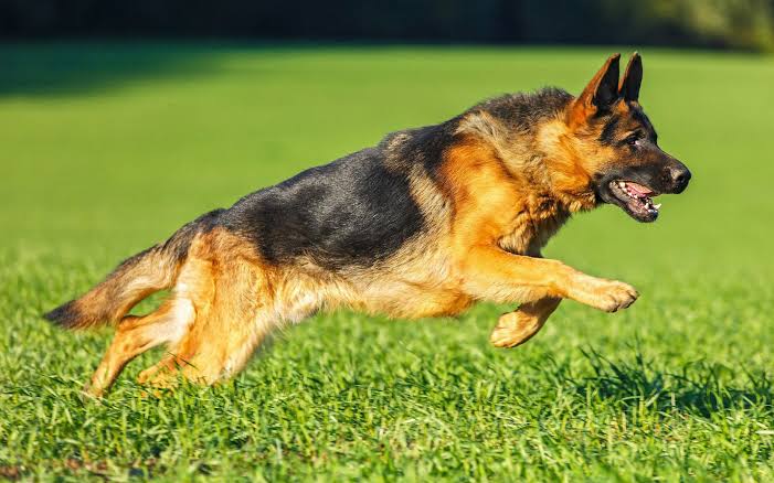 German Shepherd running on green grass