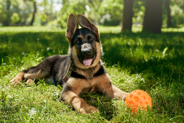 German Shepherd puppy playing with ball in park