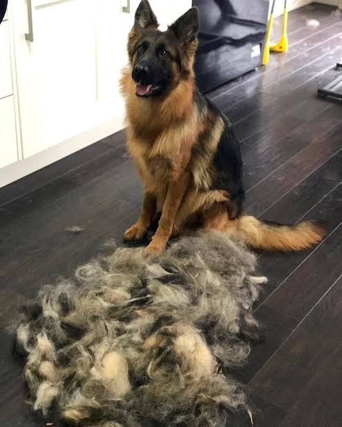 German Shepherd after grooming with lots of shed fur