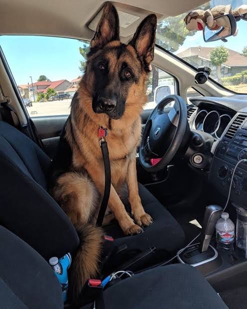 German Shepherd in car behind steering wheel