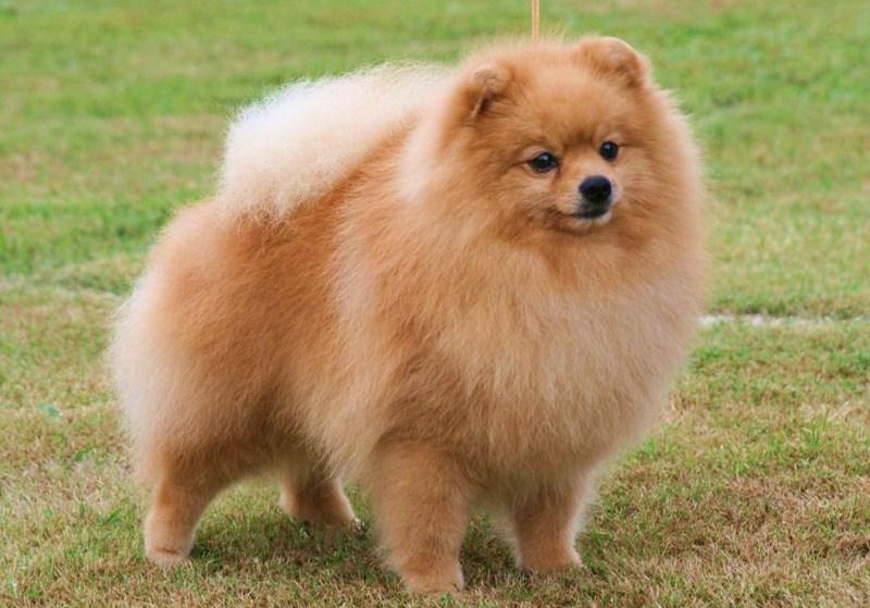 German Spitz full size outdoor portrait