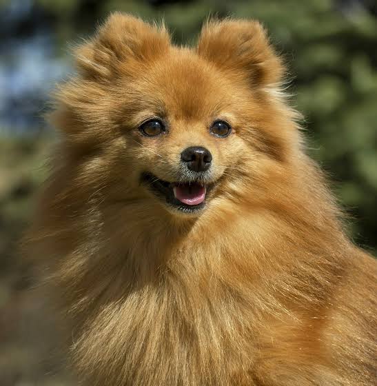 German Spitz face closeup