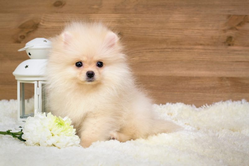 German Spitz puppy