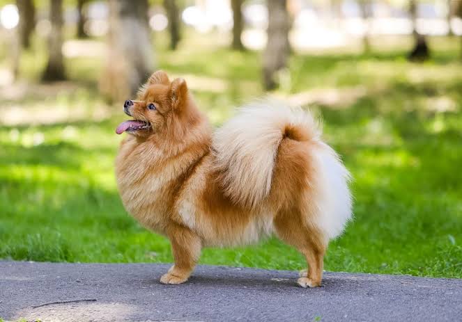 German Spitz outdoor on grass