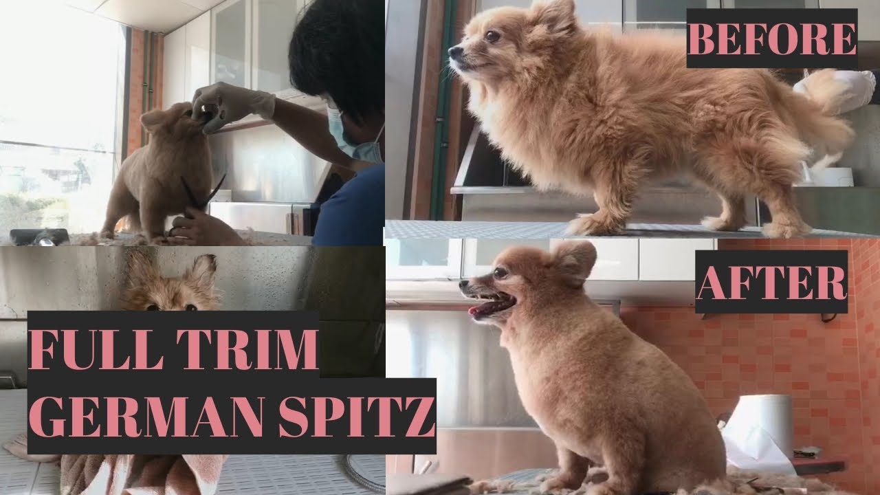 German Spitz before and after grooming