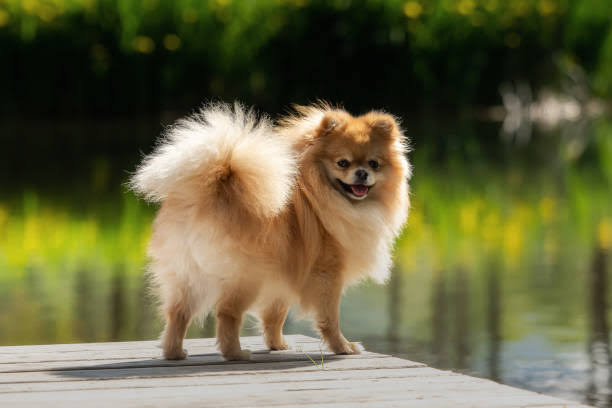 German Spitz near lake looking happy