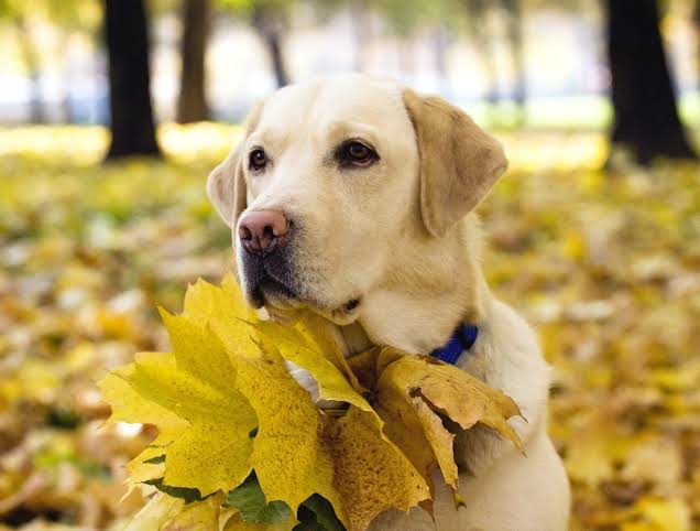 Golden Retriever with autumn leaves