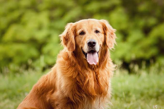 Are golden retrievers hypoallergenic dogs? No, here's why