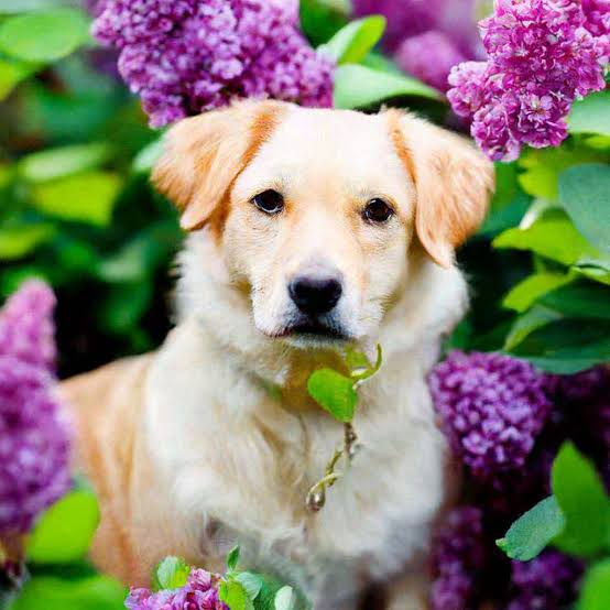 Golden Retriever puppy among purple lilac flowers