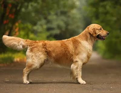 Golden Retriever standing profile view outdoors