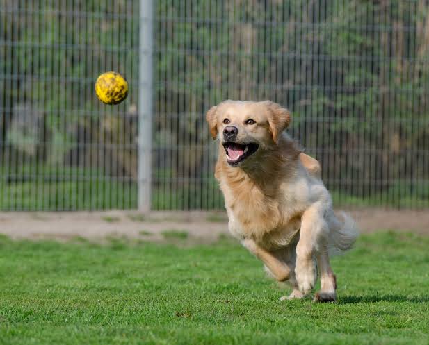 Golden Retriever chasing ball on grass