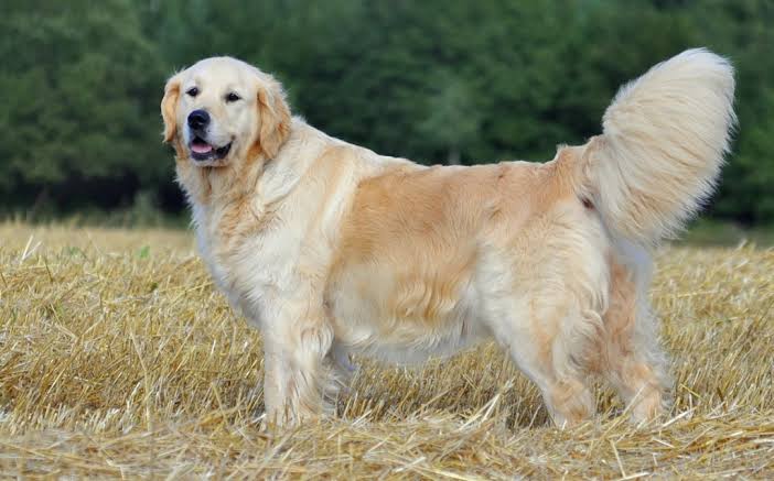 Golden Retriever standing in field