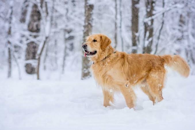 Golden Retriever running in winter snow