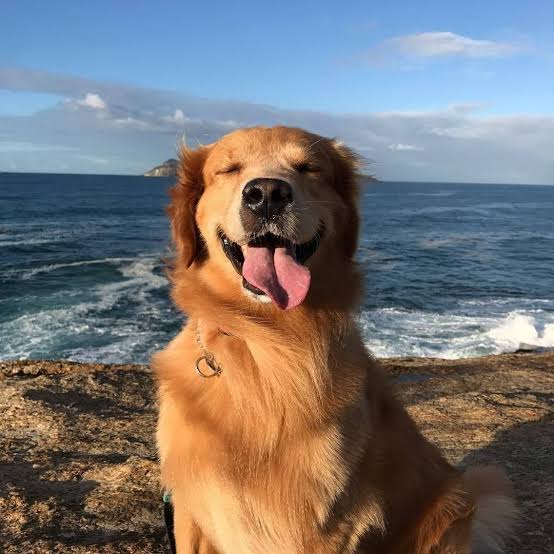 Happy Golden Retriever at the beach