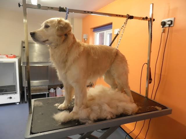 Golden Retriever at grooming salon