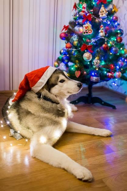 Husky with Christmas decorations