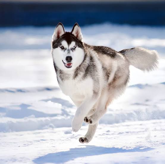 Husky running in snow showing thick coat