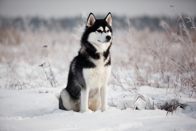 Husky sitting in snowy field