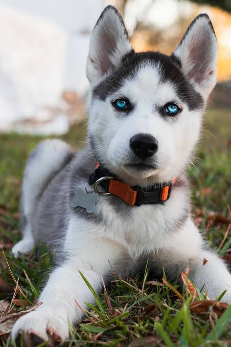 Adorable Husky puppy portrait