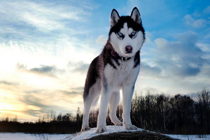 Husky standing on hill