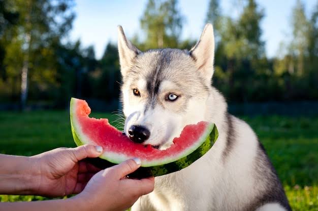 Husky enjoying watermelon