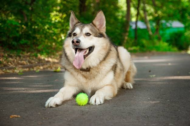 Husky playing with toy ball