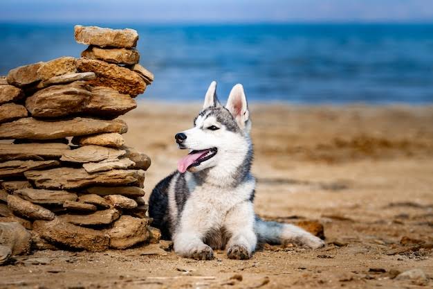 Husky at the beach