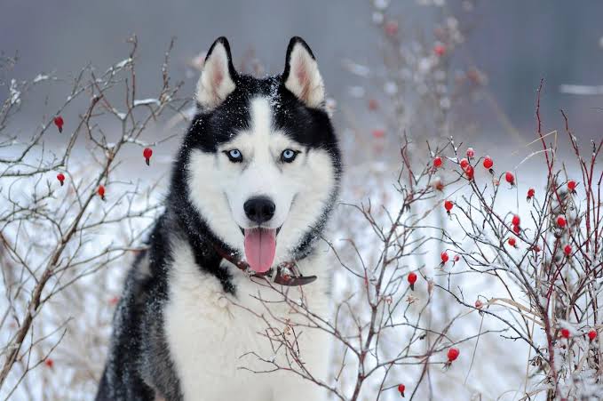 Husky in winter with rosehips