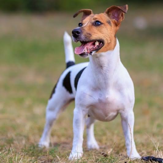 Happy Jack Russell outdoors