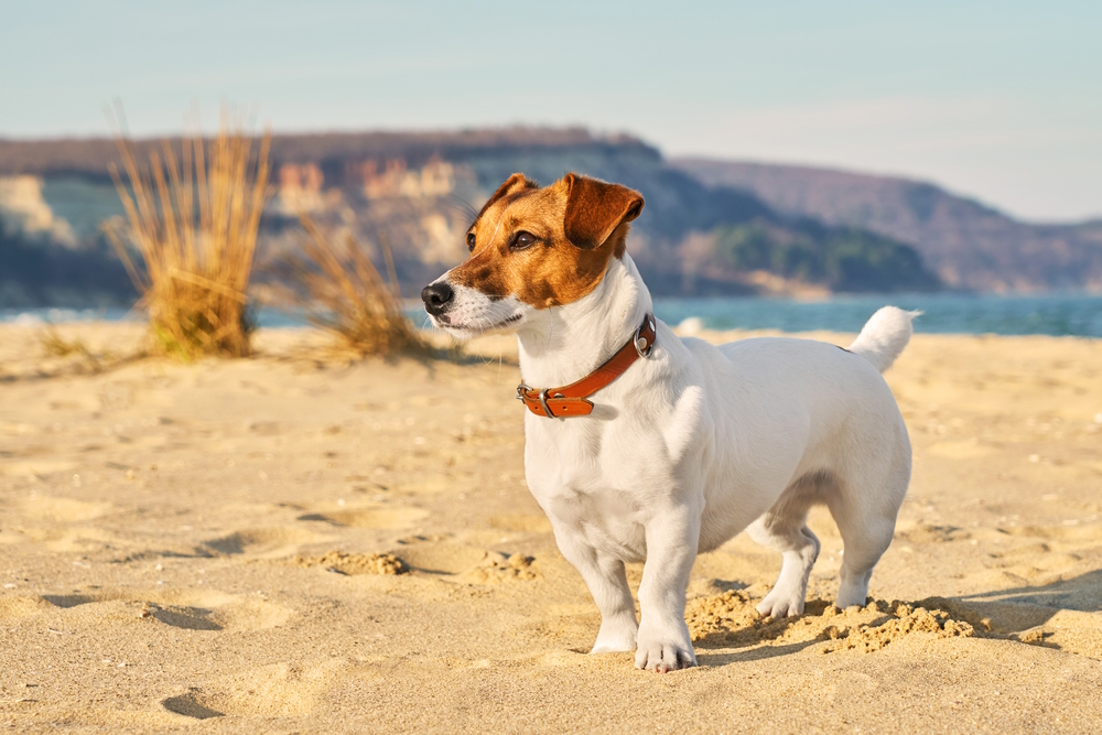 Jack Russell at beach