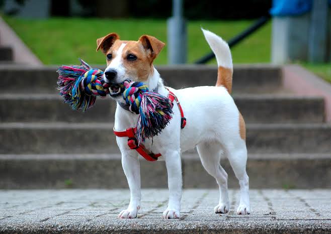 Jack Russell Terrier playing with toy