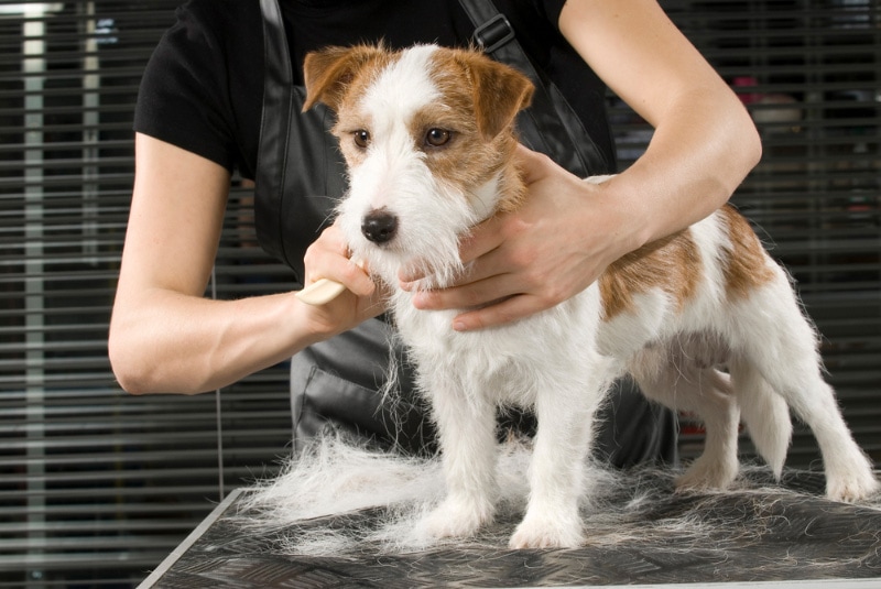 Groomer stripping Jack Russell coat
