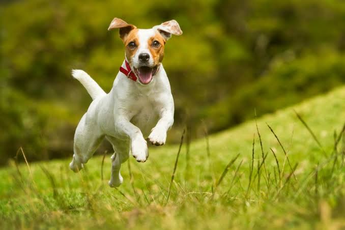 Jack Russell running outdoors