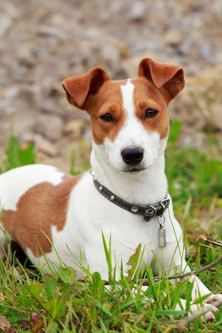 Jack Russell looking at camera